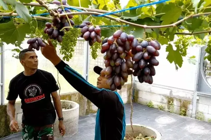 Lahan Tidur di Tengah Kota Jember Disulap Jadi Kebun Anggur Produktif dan Edukatif
