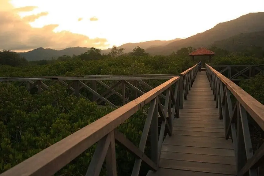 Wisata Mangrove Pancer Cengkrong Trenggalek, Murah dengan Jembatan Ikonik